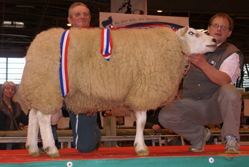 Mouton