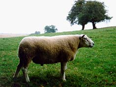 Mouton