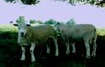 Mouton