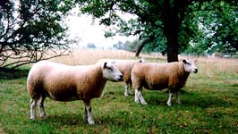 Mouton