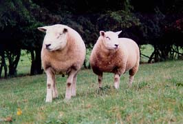mouton4.JPG (11991 octets)