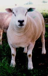 mouton5.JPG (8988 octets)